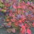 Hydrangea macrophylla 'Merveille Sanguine'