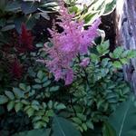 Astilbe  chinensis 'Heart and Soul' - 