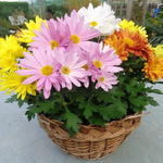 Chrysanthemum multiflora 'ROZANNE' - 