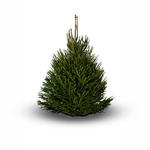 Gemeine Fichte - Picea abies