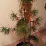 Pinus armandii - Armands Kiefer