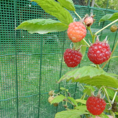 Rubus idaeus 'Aroma Queen' - Rubus idaeus 'Aroma Queen'