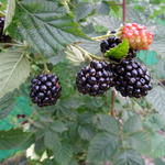 Rubus fruticosus 'Navaho' - 