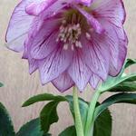 Helleborus x hybridus 'SPRING PROMISE Lily' - 