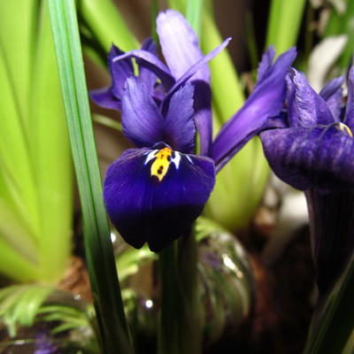 Iris reticulata - 