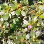 Rhododendron  'Anne Frank' - Rhododendron 'Anne Frank'