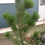 Pinus heldreichii 'Satellit' - 