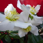 Helleborus x nigercors 'White Beauty' - 