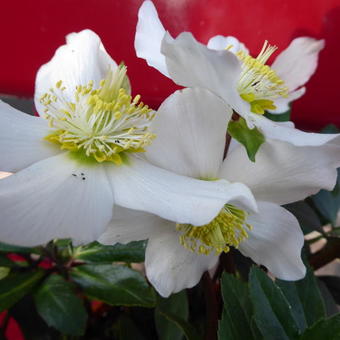 Helleborus x nigercors 'White Beauty'