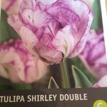 Tulipa 'Shirley Double' - 