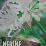 Nerine bowdenii 'Alba' - 