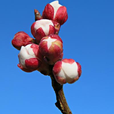 Prunus armeniaca 'Rouge du Roussillon' - 