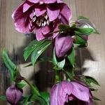 Helleborus orientalis 'Wilgenbroek Double Pink' - 