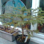 Picea asperata - Borsten-Fichte