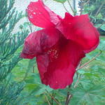 Hibiscus moscheutos 'EXTREME Oak Red' - 