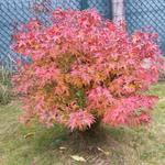Acer palmatum 'Red Wine' - 