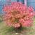 Acer palmatum 'Red Wine'
