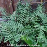 Polypodium virginianum - 