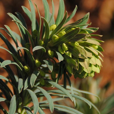 Euphorbia characias subsp. wulfenii 'Shorty' - 