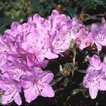 Rhododendron  'Snipe' - Rhododendron 'Snipe'