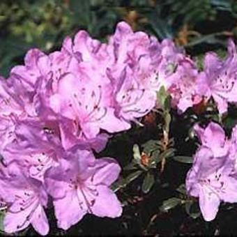 Rhododendron  'Snipe'