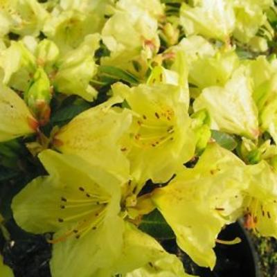 Rhododendron 'Curlew' - 