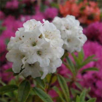 Rhododendron ‘Arctic Tern’