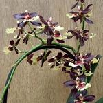 Cambria orchidee - Cambria orchidee - 