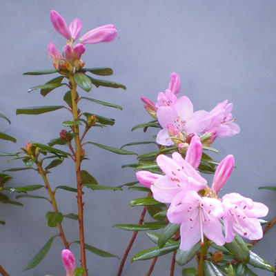 Rhododendron  'Snipe' - 