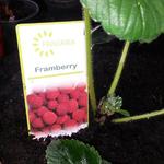 Fragaria x ananassa 'Framberry' - 