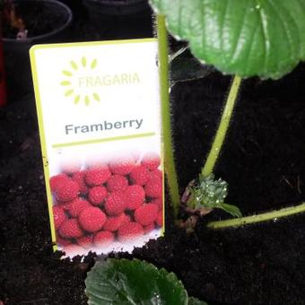 Fragaria x ananassa 'Framberry'