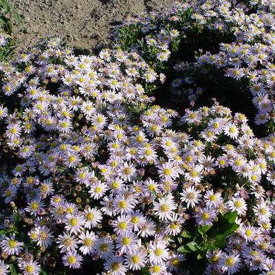 Aster ageratoides 'Stardust' - Aster ageratoides 'Stardust'