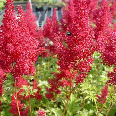 Astilbe japonica 'Montgomery'  - Astilbe japonica 'Montgomery' 