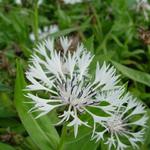 Centaurea montana 'Alba' - 