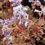 Corydalis flexuosa  'Purple Leaf' - Corydalis flexuosa 'Purple Leaf'