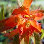 Euphorbia griffithii 'Fireglow' - 