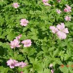 Geranium endressii 'Wargrave Pink' - Geranium endressii 'Wargrave Pink'