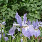 Iris sibirica 'Blue King' - 