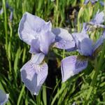 Iris sibirica 'Perry's Blue' - 