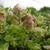 Origanum rotundifolia 'Kent Beauty'