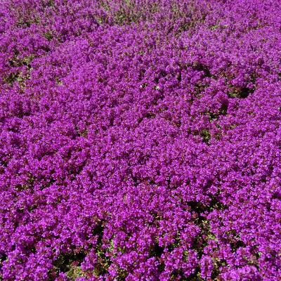 Thymus praecox 'Purple Beauty'  - Thymus praecox 'Purple Beauty' 