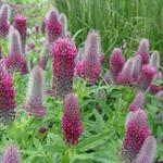 Trifolium rubens - Trèfle rougeâtre - Trifolium rubens