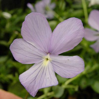 Viola cornuta 'Boughton Blue' - 