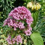 Centranthus ruber 'Rosenrot' - 