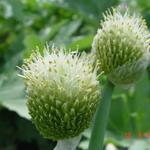 Allium fistulosum - Ciboule - Allium fistulosum