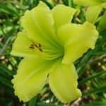 Hemerocallis 'Green Flutter' - Hemerocallis 'Green Flutter'