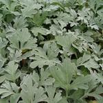 Artemisia stelleriana 'Boughton Silver' - 