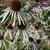 Echinacea pallida 'Hula Dancer'