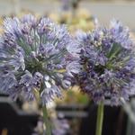 Allium wallichii - Blau-Lauch