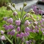 Allium cernuum - 